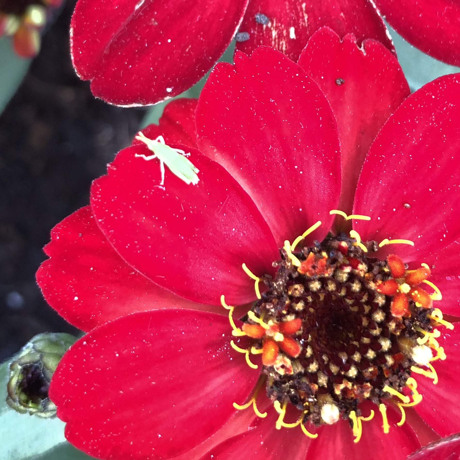 Kei Narujima Baby Longheaded Locust On Red Zinnia For More T Co E8avzuvgly 赤ちゃんバッタと百日草 Longheadedlocust Babybug Redzinnia Zinnia Babylocust 英語 翻訳 百日草 ジニア 赤い花 ショウリョウバッタ バッタの