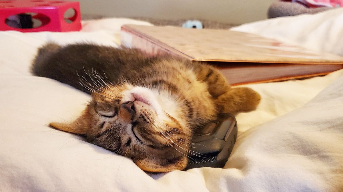 illinoisvethosp's tweet photo. The perks of working from home! 💕🐱
Photo courtesy of Soft Tissue Surgery technician Rachel Dorney.

#IllinoisVetMed #Cats #QuarantinePets https://t.co/YOxBqiXCEW