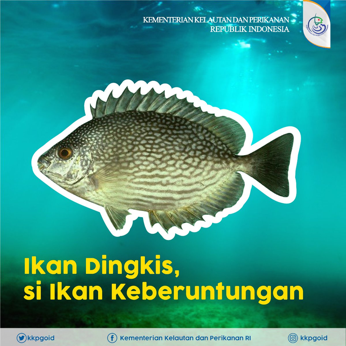 kkpgoid's tweet photo. Semangat pagi #SahabatBahari, yuk berkenalan dengan ikan dingkis. Sstt, ikan ini dipercaya mendatangkan keberuntungan, lho. Coba angkat tangan yang pernah mengonsumsi ikan ini.

#KKP #KKPGOID https://t.co/LtPnWSNIpb