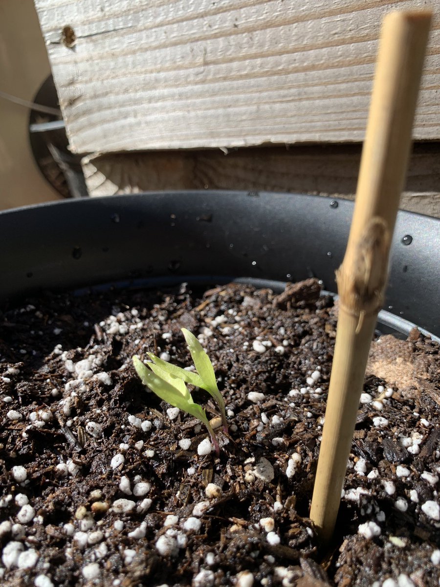 First of these are my pepper plants Senator Bea Elvis Coolidge and their sister Trample (fresno and/habanero, which was which kind of got away from me)