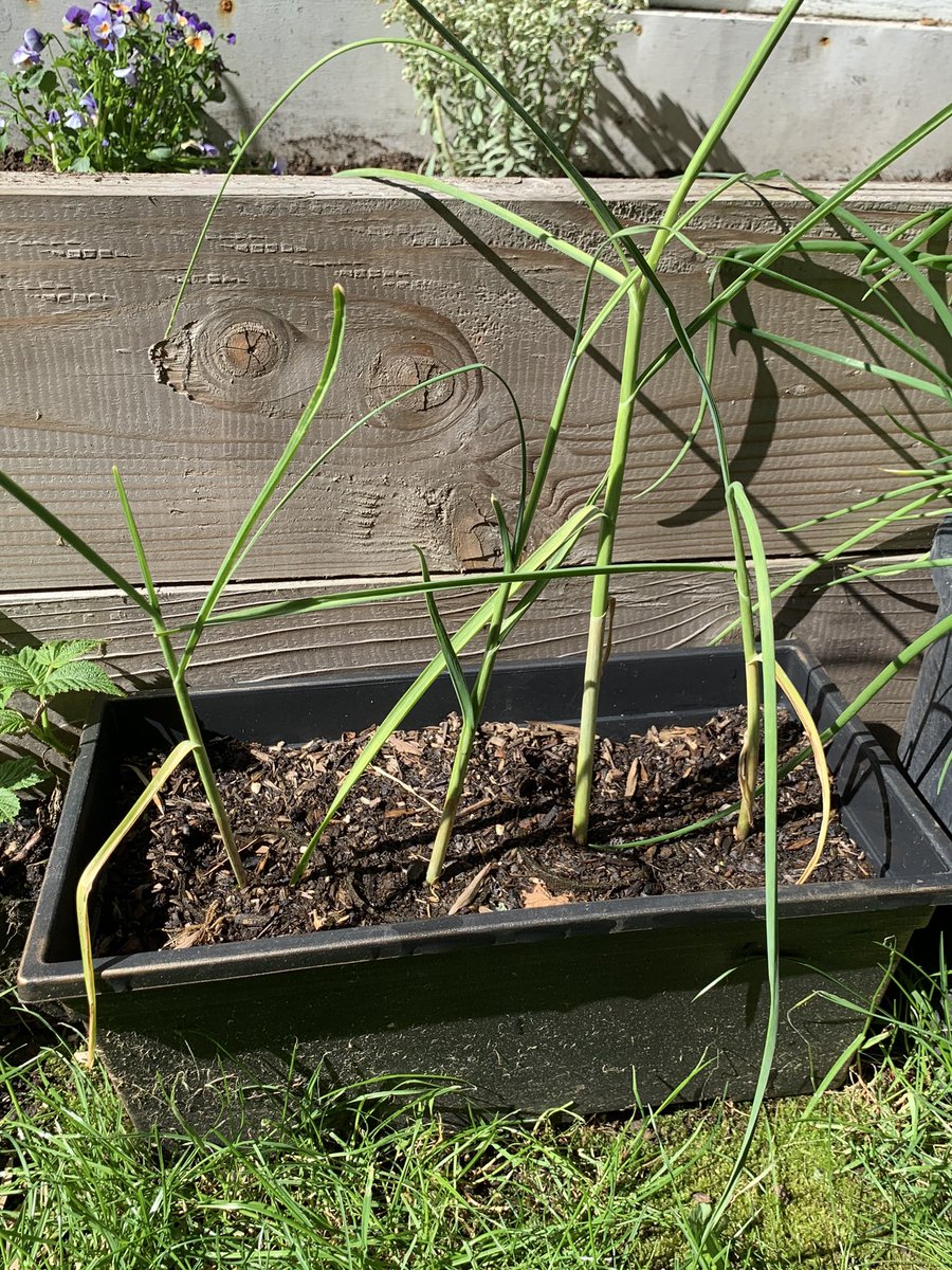 The Garlicky Boys are coming along nicely and are ready for harvest to varying degrees, I think? Either way, seems likely I’m going to dig these up cause I have a fuckton more of garlic to plant.