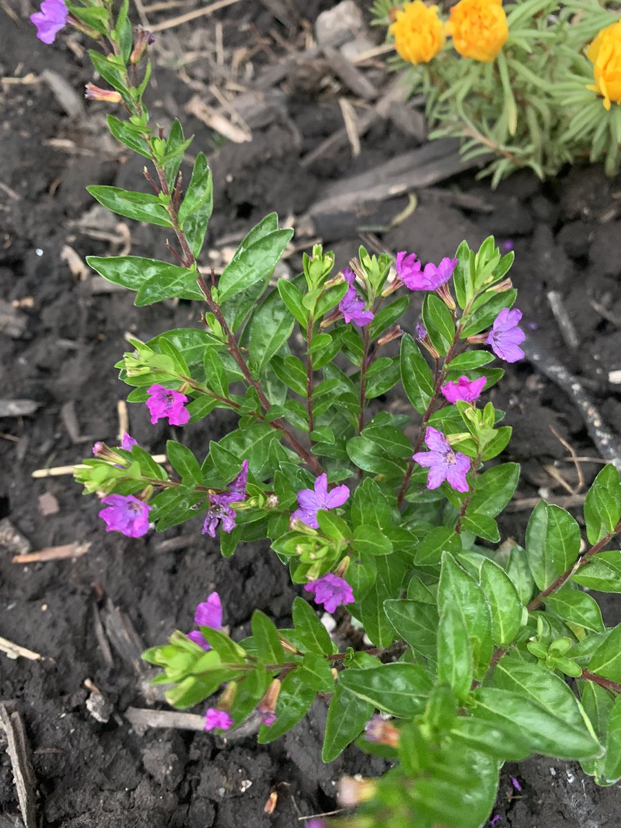 Strawflower; ageratum; and two colors of tiny New Guinea impatiens.