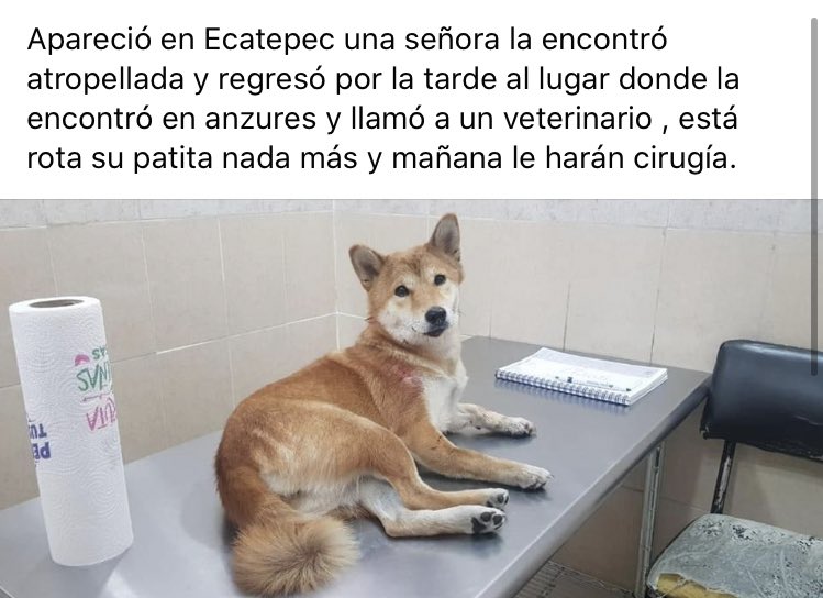 MascotasSismo's tweet photo. Shiba inu extraviada en col. Anzures, ¡en casa! #FinalFeliz https://t.co/CZpEjb11Nu