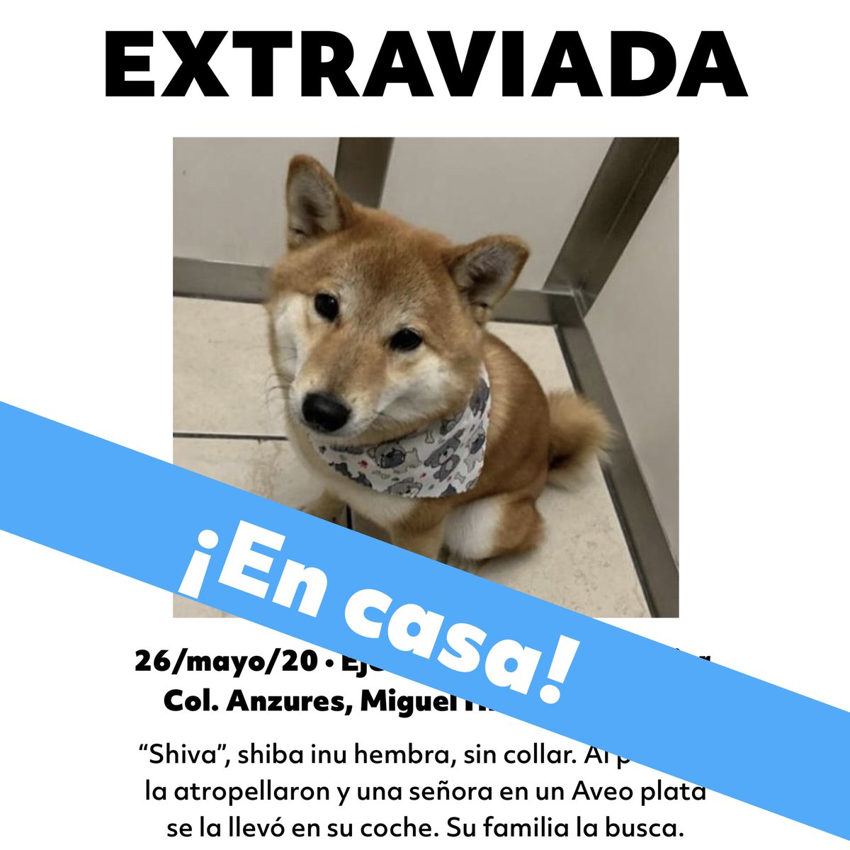 MascotasSismo's tweet photo. Shiba inu extraviada en col. Anzures, ¡en casa! #FinalFeliz https://t.co/CZpEjb11Nu