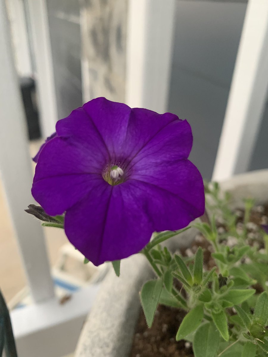 Geranium; and the humble petunia. I still never get tired of these, common as they may be.