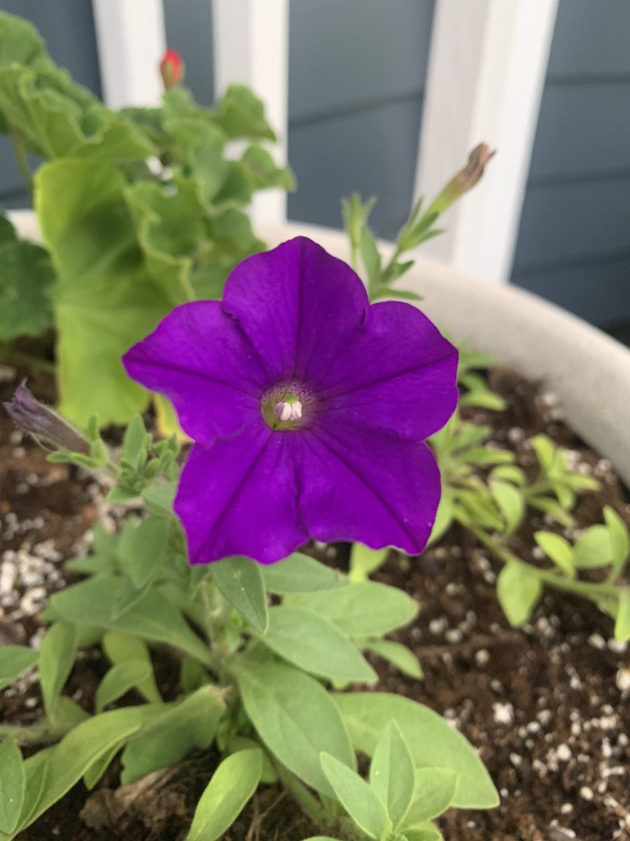 Geranium; and the humble petunia. I still never get tired of these, common as they may be.