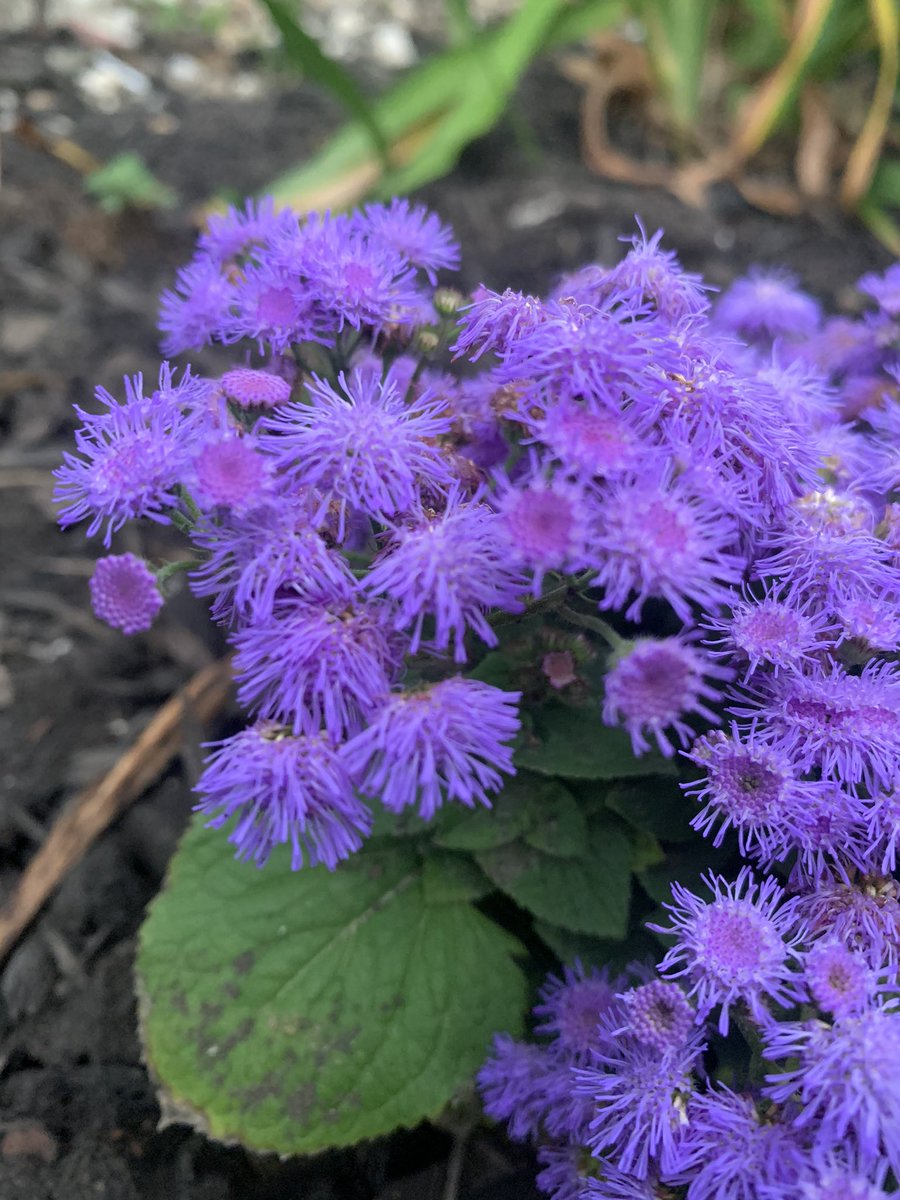 Ageratum; and something that is either an azalea or a rhododendron which I adore because I unceremoniously yanked it from the ground in full bloom this spring and moved it to another spot and IT LIVED.