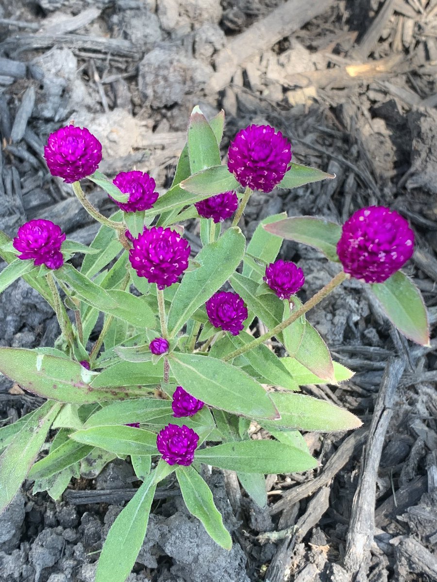 Lantana; my lovely weigela bush; gomphrena; and a double Zahara zinnia.