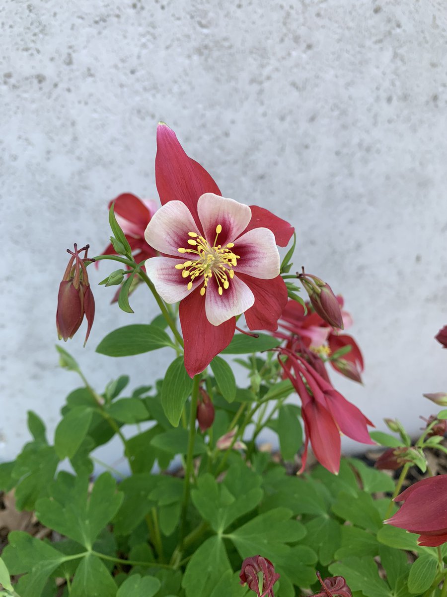 Lastly, these are my columbine. They were lovely this spring.