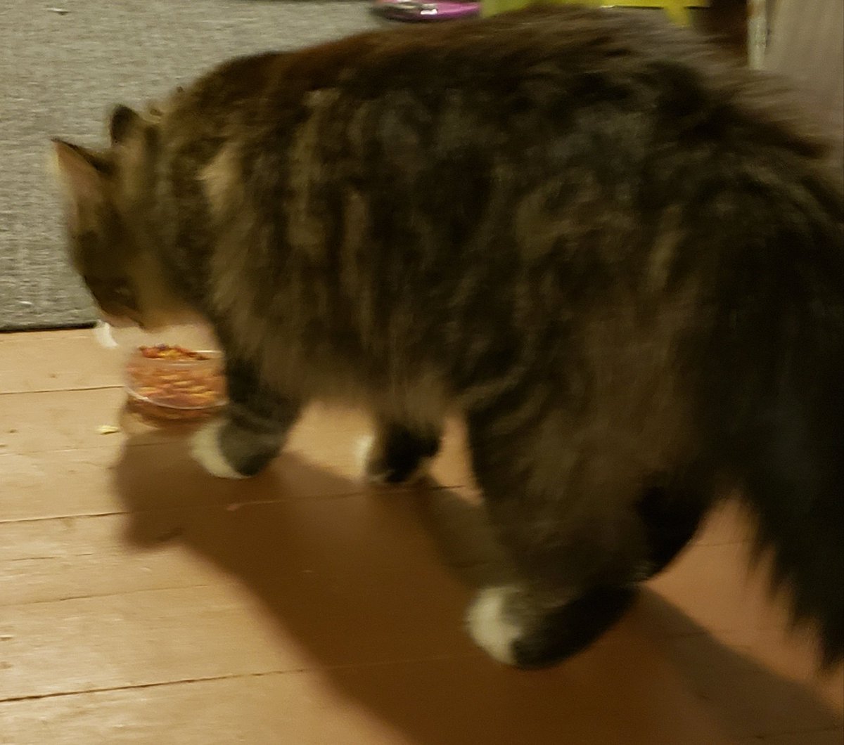 MrsWhiteFACS's tweet photo. Thos kitty was found near the top of 2nd street. If you know who the owner is please let me know. https://t.co/uTttSMRyzC
