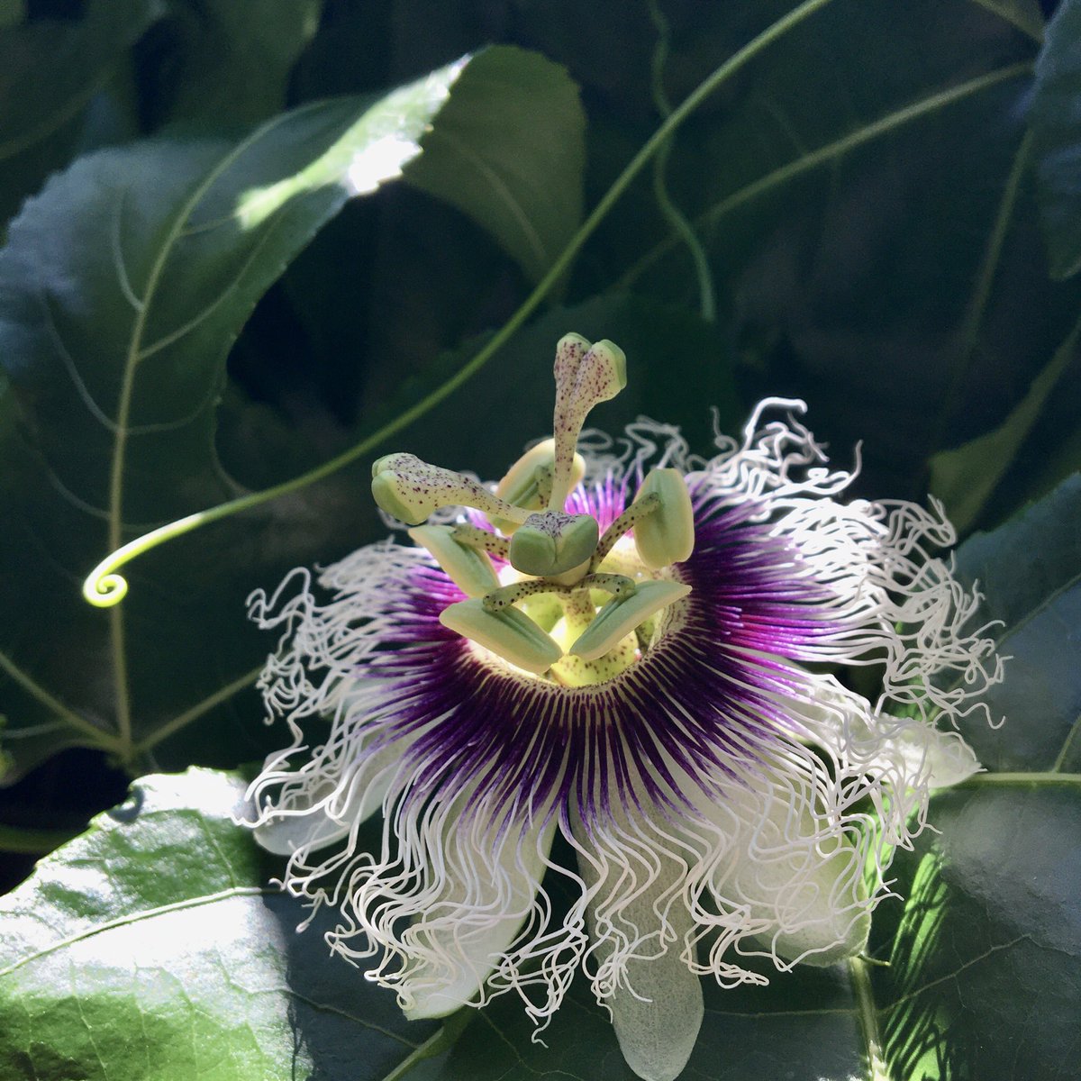 Uzivatel 舎利猫 Na Twitteru 本日も良いお天気で 路地奥からそっとお届け致します 宜しければ覗いてみてください パッションフルーツの花も日々着々と咲いては受粉されてます 朝はたっている雌蕊がこの後だんだん下がっていきます