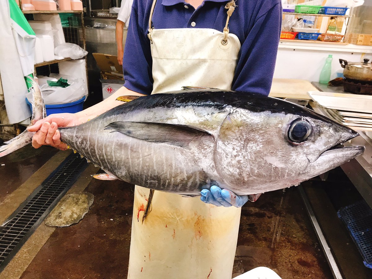 松戸南部市場鮮魚館 今が旬の宮城石巻のメバチマグロです このくらいの大きさが脂もしつこくなくマグロ本来の美味しさが楽しめます 刺身はもちろんカルパッチョが良いですよ 松戸南部市場 松戸 鮮魚館 メバチマグロ