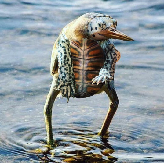 空想合成亀① #ペットで合成シリーズ