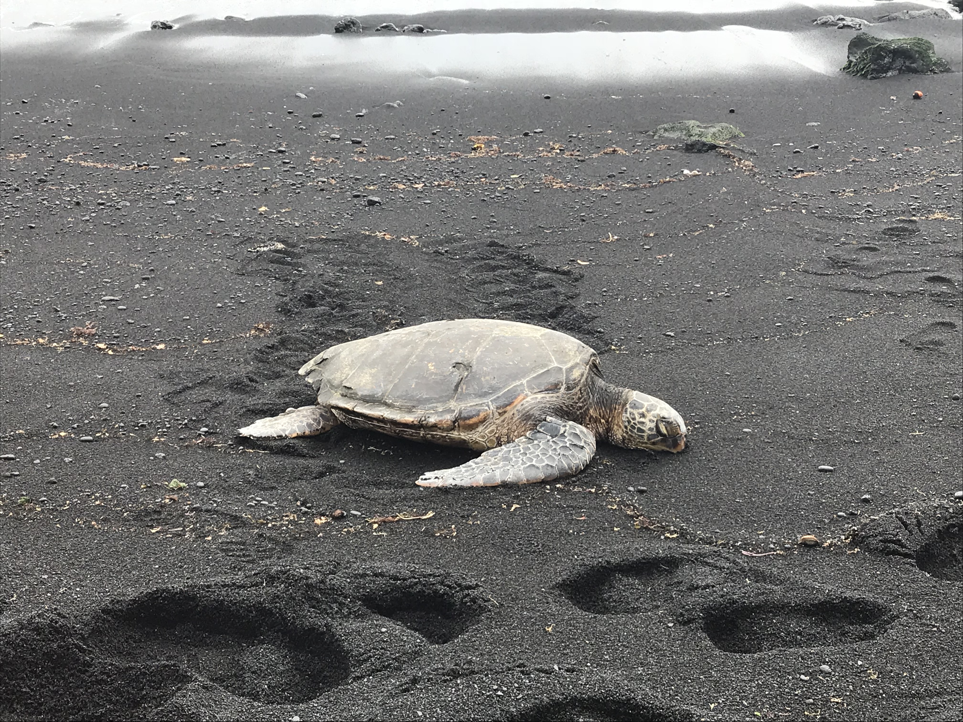 スカイクルートラベル 公式 ハワイ 島のビーチは黒い砂浜が主流です その正体は砕けて細かくなった溶岩です 波に洗われるとさらに真っ黒に そして晴れの日の午後はウミガメとの遭遇率が上がりますよっ ウミガメ プナルウ黒砂海岸 プナルウ