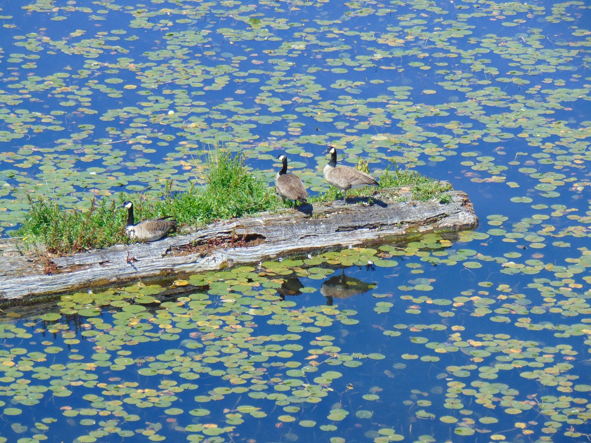WaParksVisitor's tweet photo. Recent view of geese's reflection on Lake Washington, #Seattle. View from pedestrian-bicycle lane of 520 bridge.  #SR420Trail #birds #birding #nature #photographer #photography #naturephotography @wsdot_520 @PacificNWBirds @ThePhotoHour https://t.co/mtcZZuCe78