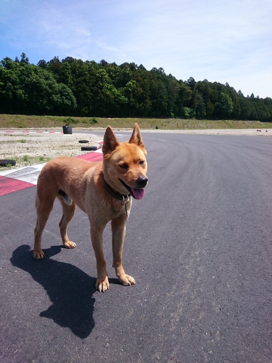 milinobo's tweet photo. #ステイサーキット
#staycircuit
#staytrack
#つくるまサーキット那須
#那須塩原市 https://t.co/0UJyaWkFcy
