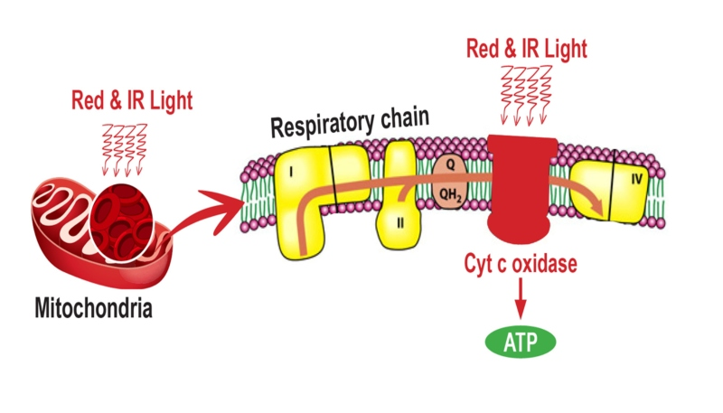 HOW DOES IT WORK?Red light enables the breaking up of the major roadblock to ATP and water production, which is excess nitric oxide (NO)During the creation of ATP, NO competes with oxygen, stopping ATP production.  This also increases oxidative stress = cellular death