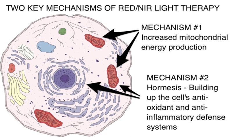 The photons in red and NIR light excite electrons, which helps break up nitric oxide bonds so H+ ions can move through the process more effectively, resulting in more ATP (Adenosine triphosphate) energy that powers your cells and your entire body.