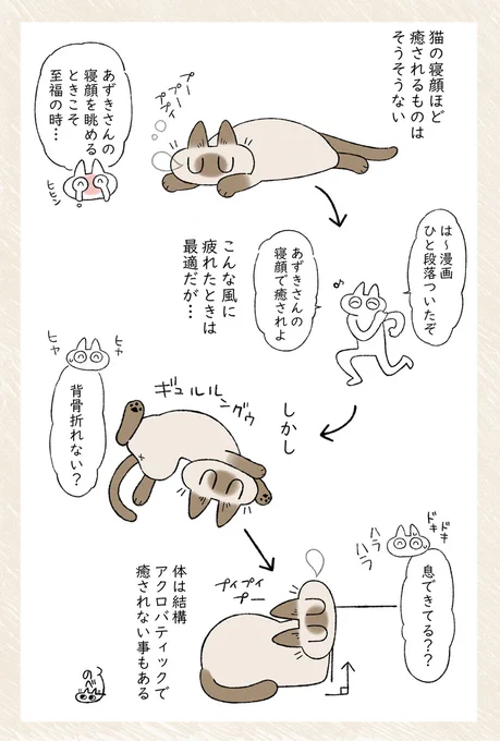 あずきさんの寝相かわいいより面白いが勝ってる #シャム猫あずきさんは世界の中心 