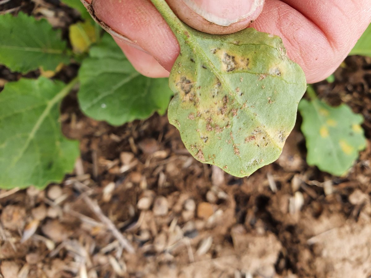 Marcroft Grains Pathology tweet media