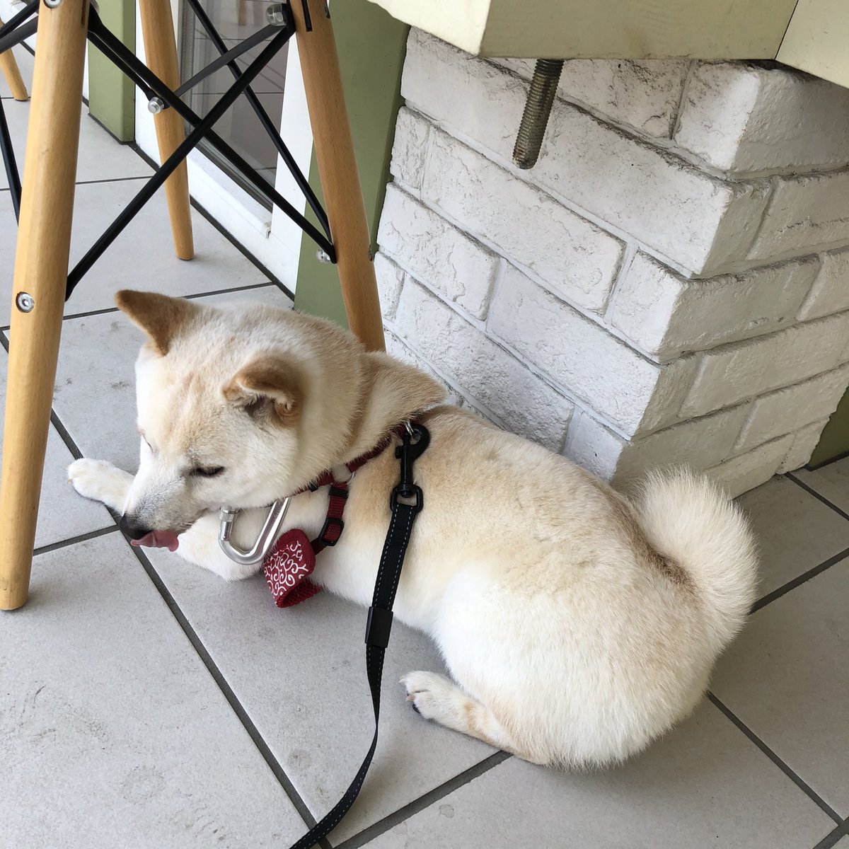 しょんぼり顔 変な寝方 ストーブ前を占領などなど 何をしても尊い柴犬様が集まった 柴犬を崇めよ 年5月版 Togetter
