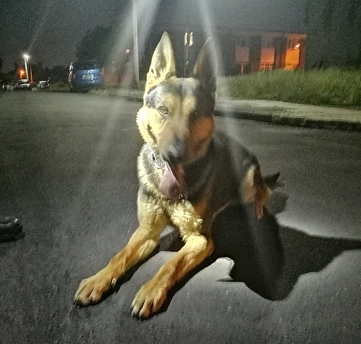Stechford A Unit officers who attended a burglary in progress had PD Gunner locate the broken lock & handle but the offender(s) were sadly no where to be found. #ResponseTakeover