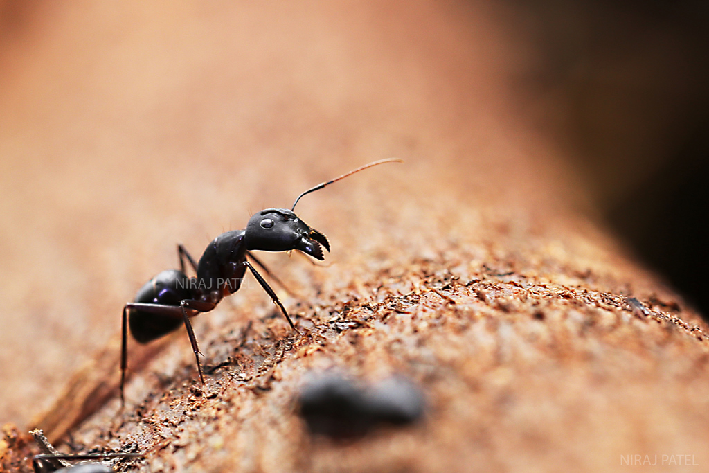 Giant ants. #wildlife. bit.ly/2LXnSE9. 