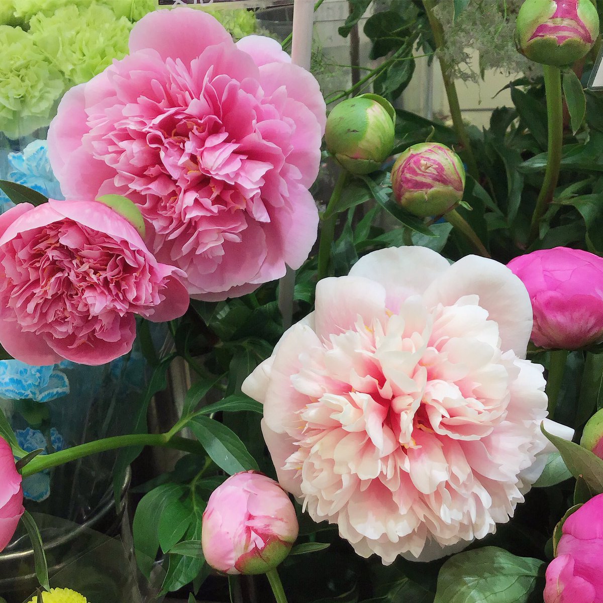 芍薬『エッチドサーモン』のご紹介です。
咲き始めは左"濃紅桃色"で
咲き進むと…🌸右のように"サーモンピンク色"に変化します！！
一輪で二回お花の色を楽しめる大変珍しい種類です🌿
暑い日が近づいていますが、
綺麗なお花を飾って季節を楽しみませんか？😊
.
#karendo #カレンド #お花