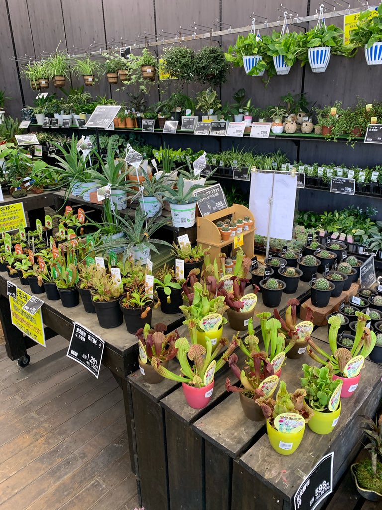 どりあん子 後 富雄川沿いのカインズホームに少しと そのまま 高山方面へ走った左手にある大きめのgreenハウスっていう花屋にドラキュラみたいなサラセニア置いてましたよー 多肉もオロスタキス スピノーサとかムサシアブミとか変わったのが色々置いて