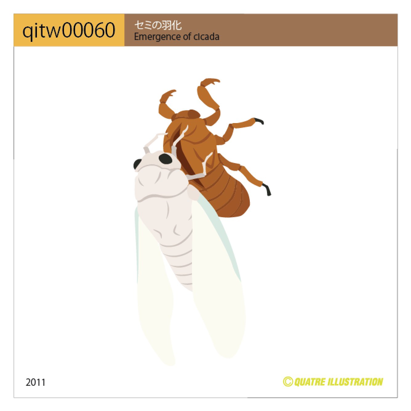 Quatre Illustration 今日のイラスト Qitw 一度現物を見てみたい白い状態 今日のイラスト Quatreillustration Quatredictionary キャトルイラストレーション イラスト イラストレーター 昆虫 セミ 羽化 虫 蝉 Cicada セミの羽化
