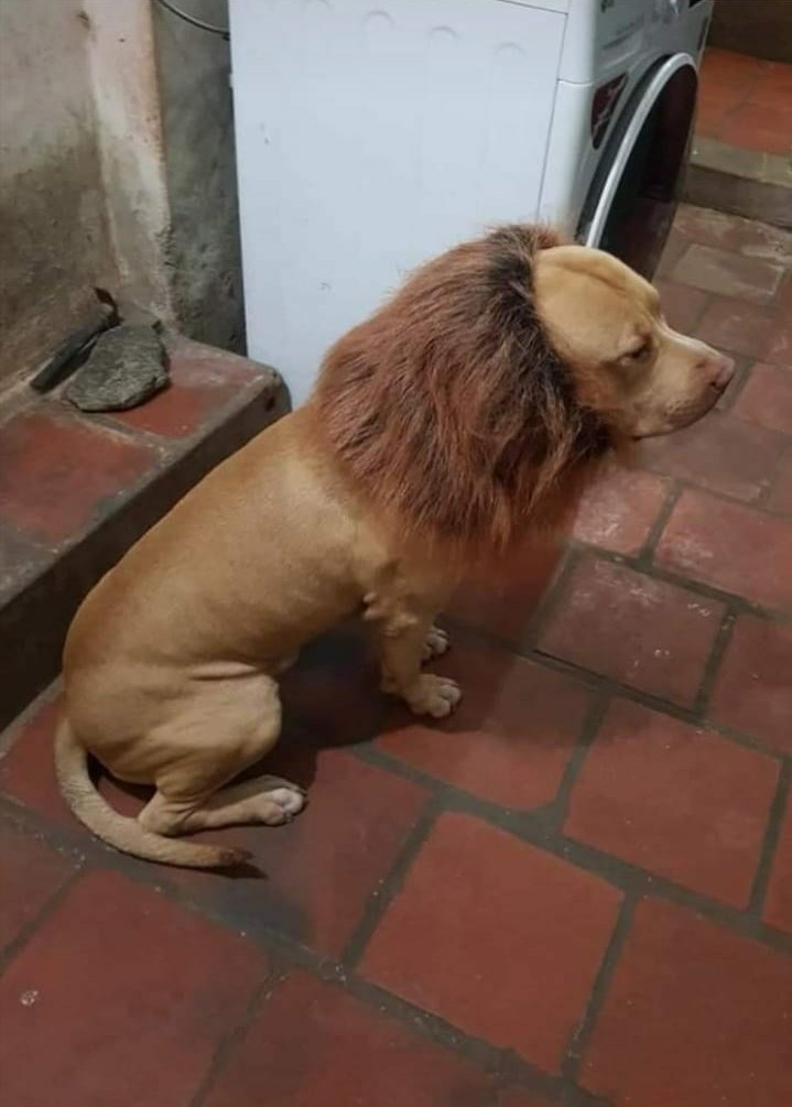 Makin banyak aja orang yang pelihara hewan buas