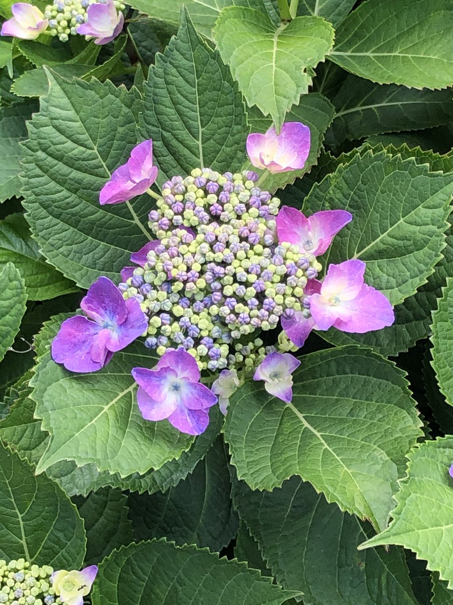 O Xrhsths 田切純一 Sto Twitter 5月28日もう少しで梅雨 庭の紫陽花とベランダの紫陽花ベランダの紫陽花は金魚草の種が飛んで同居している 皆さん如何お過ごしですか 田切j組h R O Xrhsths 田切純一 Sto Twitter 5月28日もう少しで梅雨 庭の紫陽花とベランダの紫陽花ベランダの紫陽花は金魚草の種が飛んで同居している 皆さん如何お過ごしですか 田切j組h R