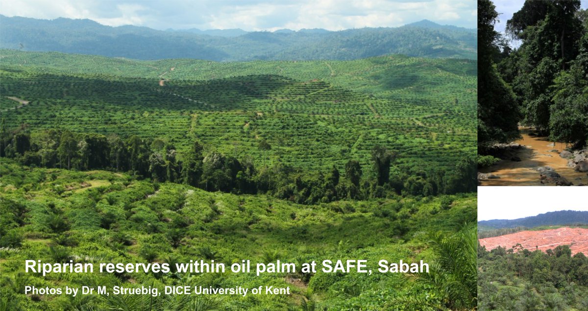 2/5  #WBTC1  #BatLand2 In  5-50m of forest (either side of a river; depending on river size) is protected by law. These reserves are beneficial for  in oil palm. We found the quality of these reserves (e.g. forest structure) was more important for  than its width