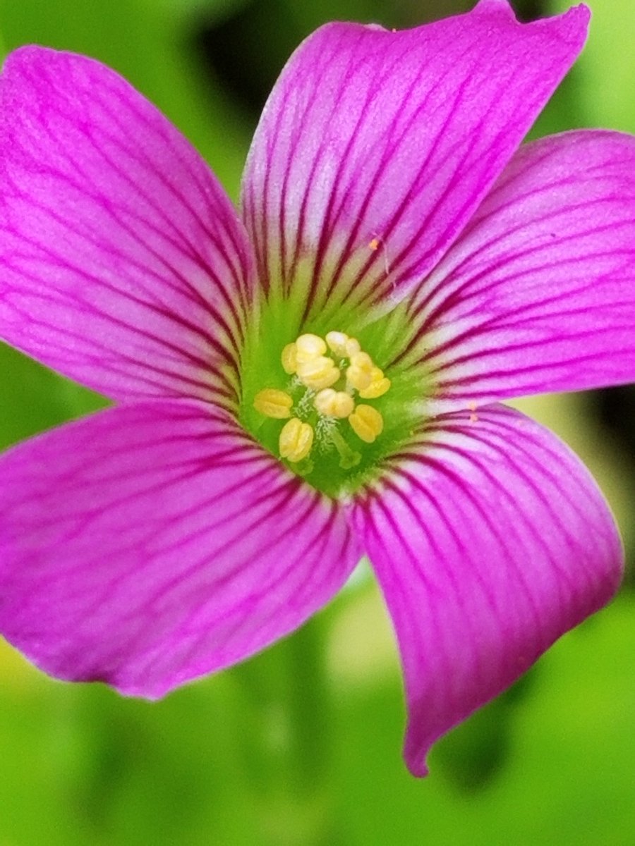 Yoko Ito على تويتر ムラサキカタバミ 庭を見ていたら 葉陰にピンク色が 植えてもいないのに 花 Flower ムラサキカタバミ 紫片喰 Oxalisdebilisvarcorymbosa Violetwood Sorrel カタバミ科 カタバミ属 Flowerphoto Macrophoto Https