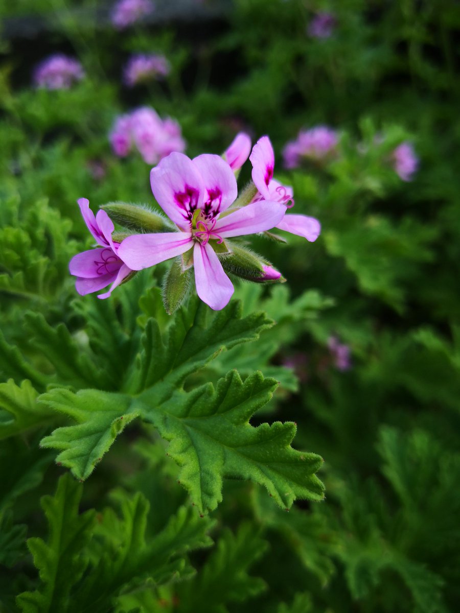 Yuta 半野生人 ローズゼラニウム 花が咲いた これは蚊除けに使えるらしい ハーブ 虫除け パーマカルチャー Permaculture 塩梅ライフ