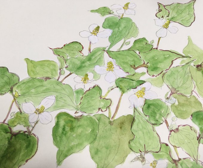 ドクダミのtwitterイラスト検索結果 古い順