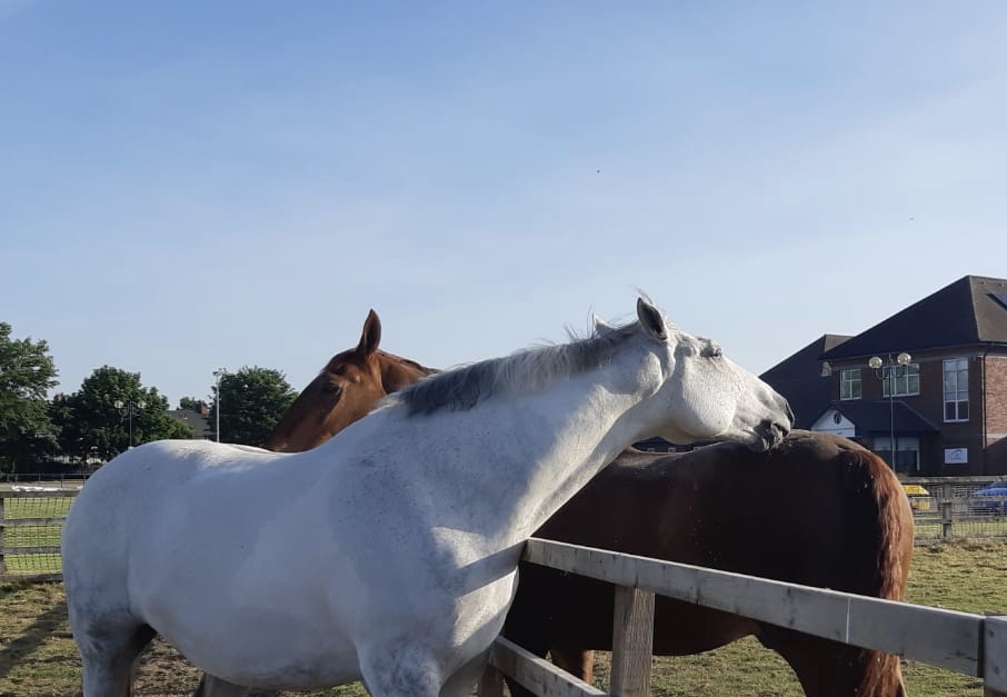 MerPolMounted's tweet photo. Elvis and Ned enjoying the sunshine and a few hours in the field this morning. #StandTall #PHNed #PHElvis #FieldFriends #BestWayToStartTheDay https://t.co/V9APC0k6e0