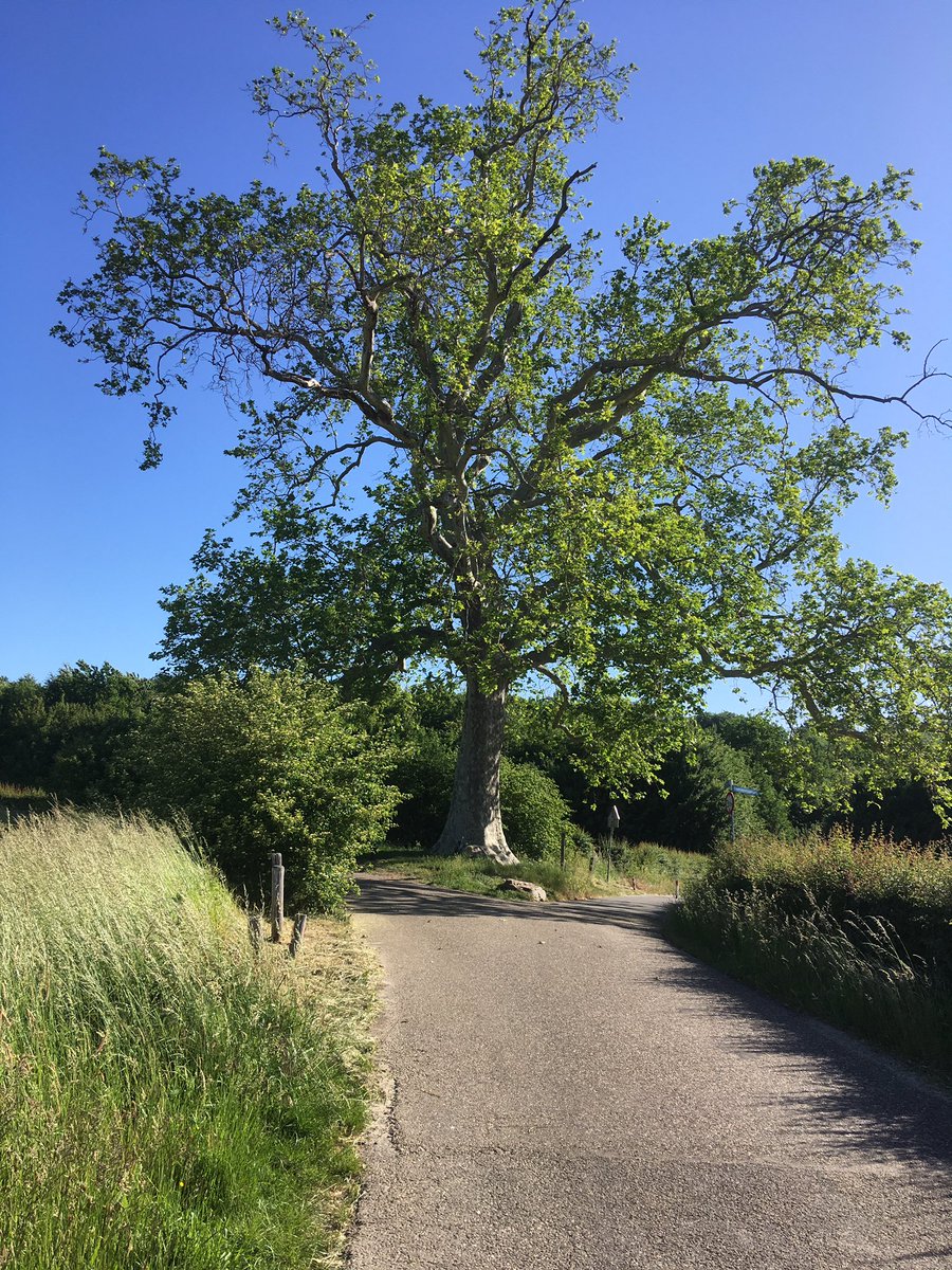 JoseHermens's tweet photo. Elk voorjaar ga ik voor een speciaal iemand bij de plataan van Terworm kijken of de klaprozen al bloeien. Het is droog en ze zijn er nog niet. Toch heb ik genoten op #Terworm #Heerlen @HeerlenMijnStad https://t.co/Mj8veBOqcW