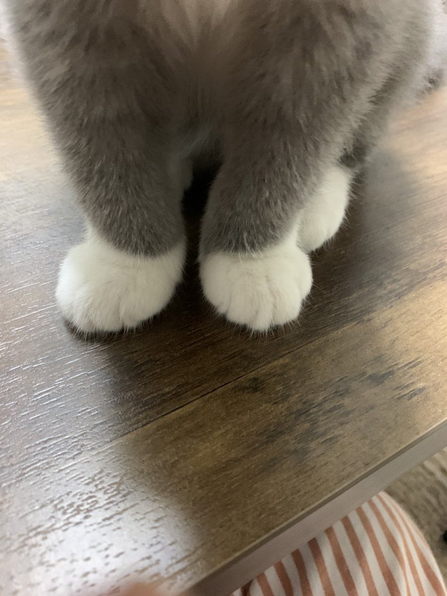 こんにゃく 少し小ぶりな白いクリームパンはいかがですか 猫 猫好きさんと繋がりたい ねこ ネコ 猫のいる暮らし エキゾチックショートヘア エキゾクラブ Cat 猫好き 靴下猫 クリームパン