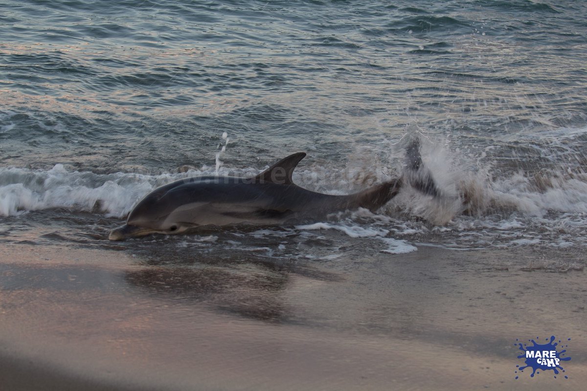 3rd #stranding of #stripeddolphin in the #Playa of #Catania in just 2 weeks :( 
Here our news marecamp.com/it/allcategori…
#Marecamp @IUCN_Med #delfino #spiaggiato #stenellacoeruleoalba #stenellastriata #CSC #retespiaggiamenti