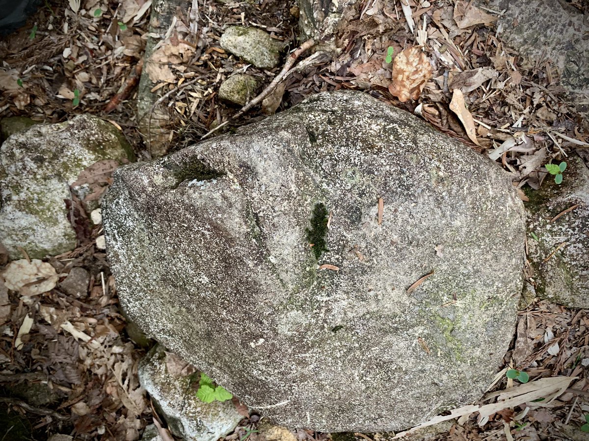 horagueri's tweet photo. 岐阜県の郡上市と美濃市を跨ぐ瓢ヶ岳(ふくべがたけ)と骨ヶ平(ほねがた��ら)3️⃣
１・２枚目
　割れたな。
３枚目
　ミイラが…。
不思議な山歩き。
#岐阜県 #瓢ヶ岳 #骨ヶ平 #割れた岩 #ミイラの様な岩 #gifuphoto https://t.co/i0CkwYuYqC