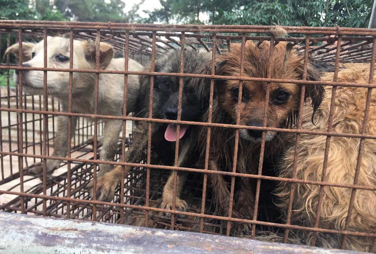 humaneworlduk's tweet photo. End Yulin Dog Meat Festival: In a few weeks, #Yulindogmeat festival is set to start despite COVID-19 risk of large public gatherings, &amp; China’s Govt declaring dogs as companions not livestock. Please call for an end to this senseless suffering https://t.co/b6fAYrK9fP https://t.co/cxj4JfsGjF