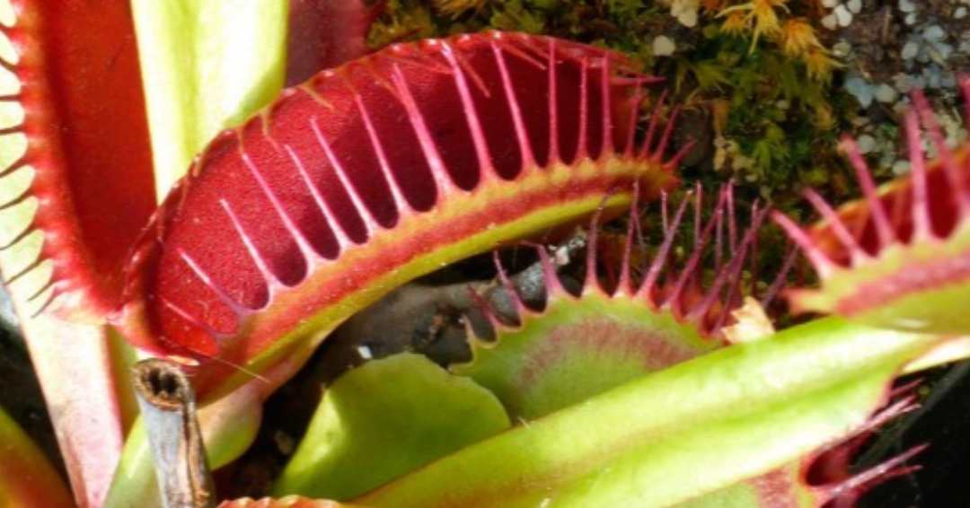 CD_SEVILLA's tweet photo. PLANTAS CARNÍVORAS. El mundo animal no es el único que cuenta con particularidades alucinantes. El reino plantae encierra multitud de rasgos y características sorprendentes. Las plantas carnívoras son buen ejemplo de ello... #cienciadivertida #noticiasciencia #ciencia #plantas https://t.co/7u5f9jv45j