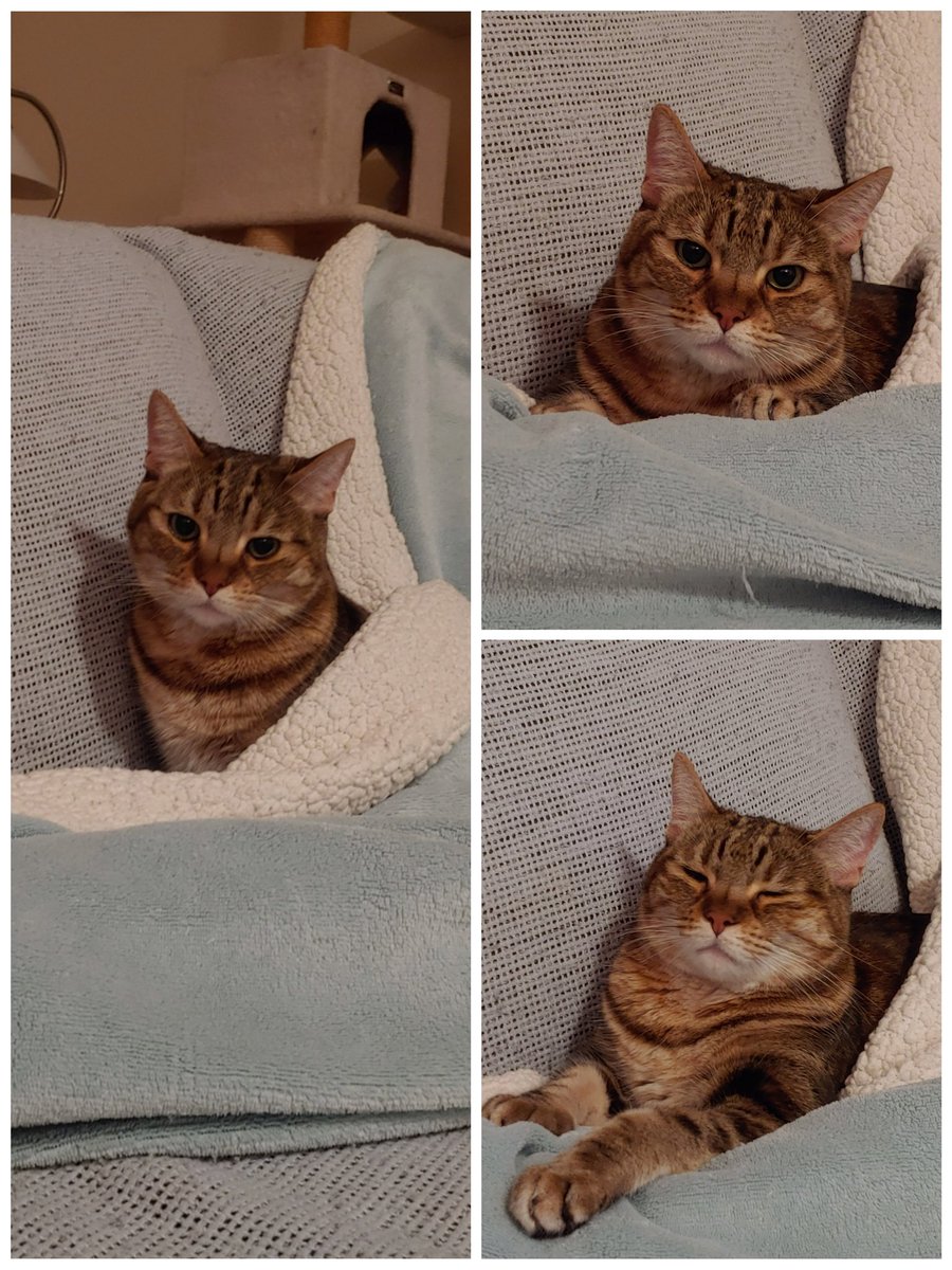 LorLamm_LorLamm's tweet photo. It bed time? Already?! Okay, I stay here. Nighty night 💤 #bedtimekitty #sadkitty #catstagram #crazycatlady #catsofinstagram #catlover #catkid #bengalmix #bengal #bengalsofinstagram #bengalkitty #fourleggedkid #furbaby https://t.co/sovDvL5r1b