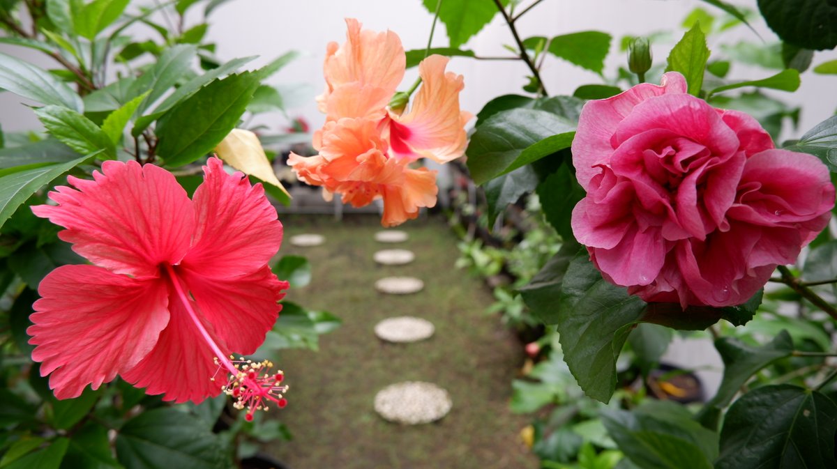 インドネシアで 靴の花 と呼ばれるハイビスカス 花言葉は 繊細な美 バテラハイシステム