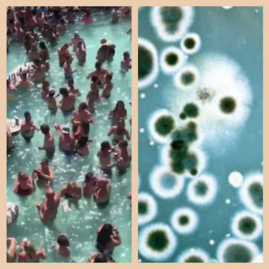 Linsomniac's tweet photo. @TeaPainUSA Which of these images is a petri dish with a virus actively multiplying?
#covid19 #viralspread #petridish https://t.co/5rNdHlCTY2
