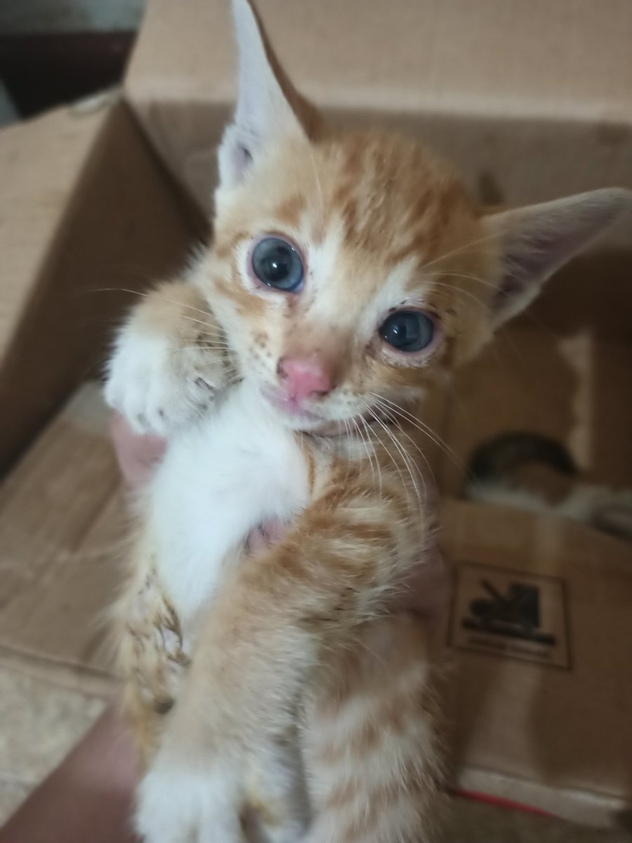 Kitten Adoption Jakarta - The Y Guide