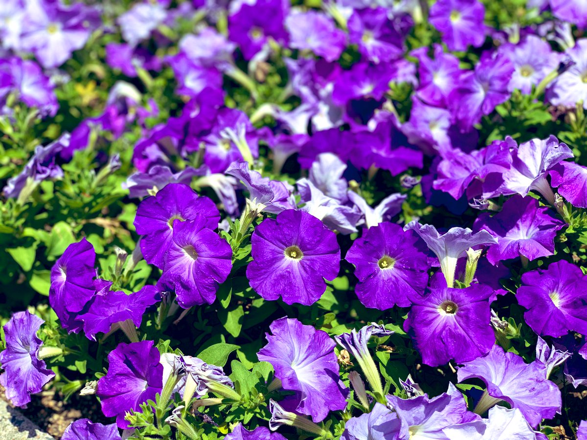 8iv4Xngt17Wi93z's tweet photo. #TLを花でいっぱいにしよう https://t.co/GqQWrZMOp1