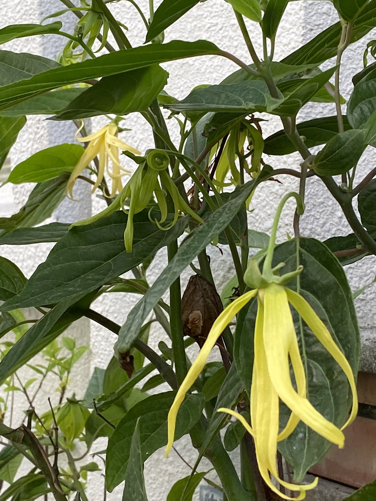 魔法使いサリー 心優しいリプrt沢山の貴重な ありがとうございました 感謝感謝です ゆらゆらした花 ビラが気になってチョット目が釘づけ実家の不思議な花 イランイラン 花の中の花とも シャネルno 5にも使われている香りとか イランイラン