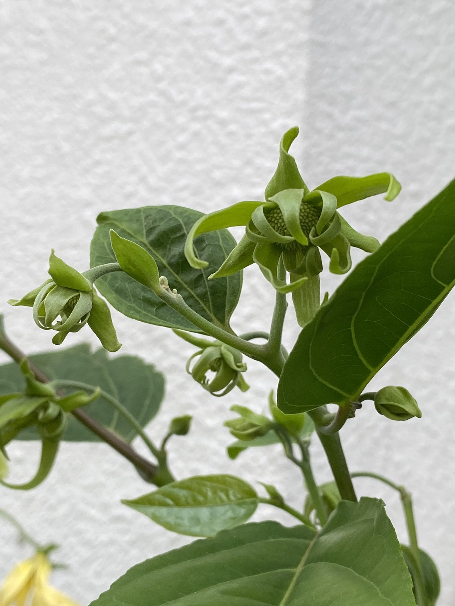 魔法使いサリー 心優しいリプrt沢山の貴重な ありがとうございました 感謝感謝です ゆらゆらした花 ビラが気になってチョット目が釘づけ実家の不思議な花 イランイラン 花の中の花とも シャネルno 5にも使われている香りとか イランイラン